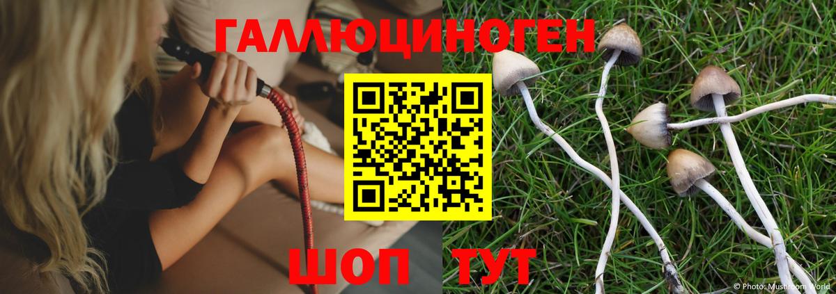 Галлюциногенные грибы Psilocybe Зерноград